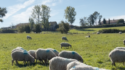 Le loup revient en Nouvelle-Aquitaine : certains éleveurs prônent toujours un retour à la cohabitation plutôt que la confrontation  