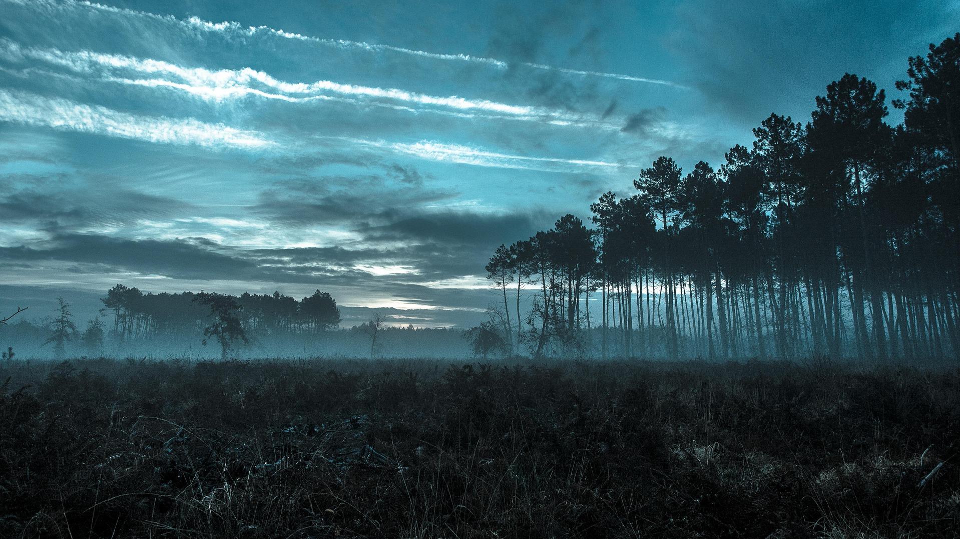 Forêt des Landes de Gascogne : une autre forêt est-elle possible ?