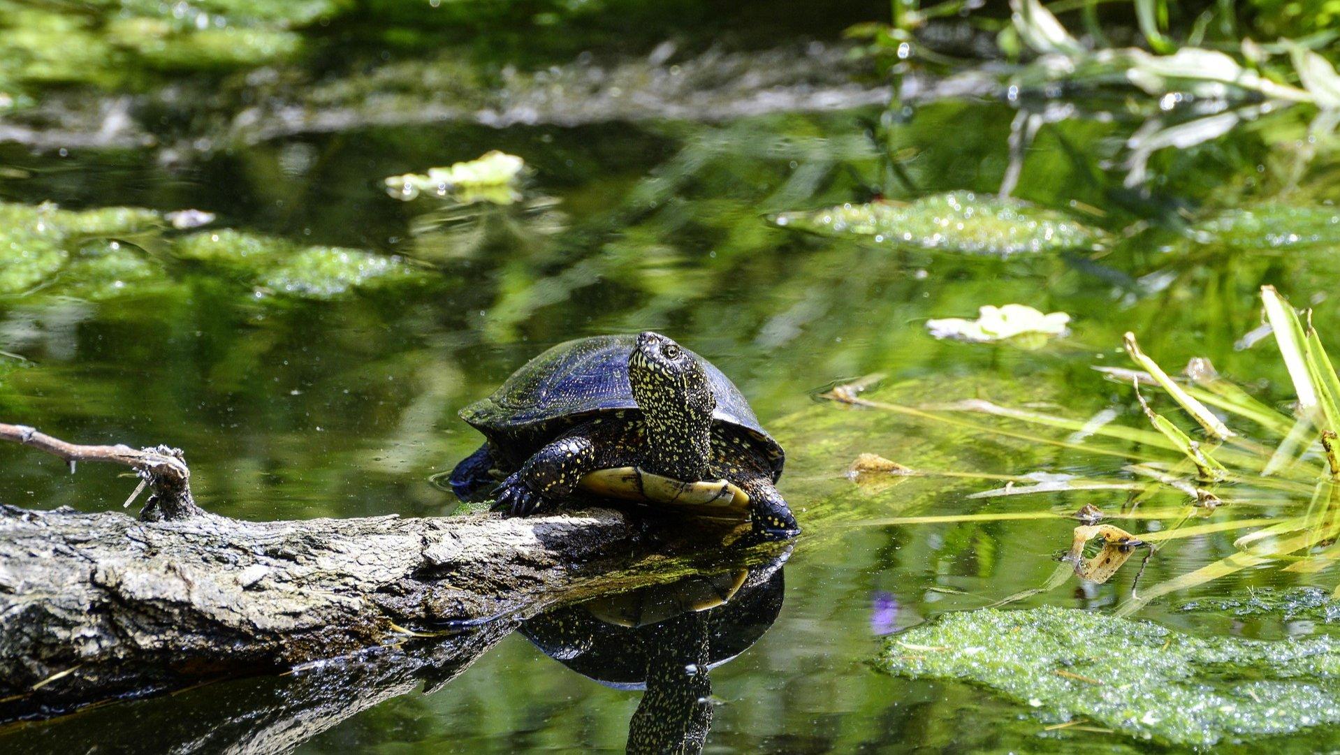 Marais de Bruges : une nature préservée aux portes de Bordeaux