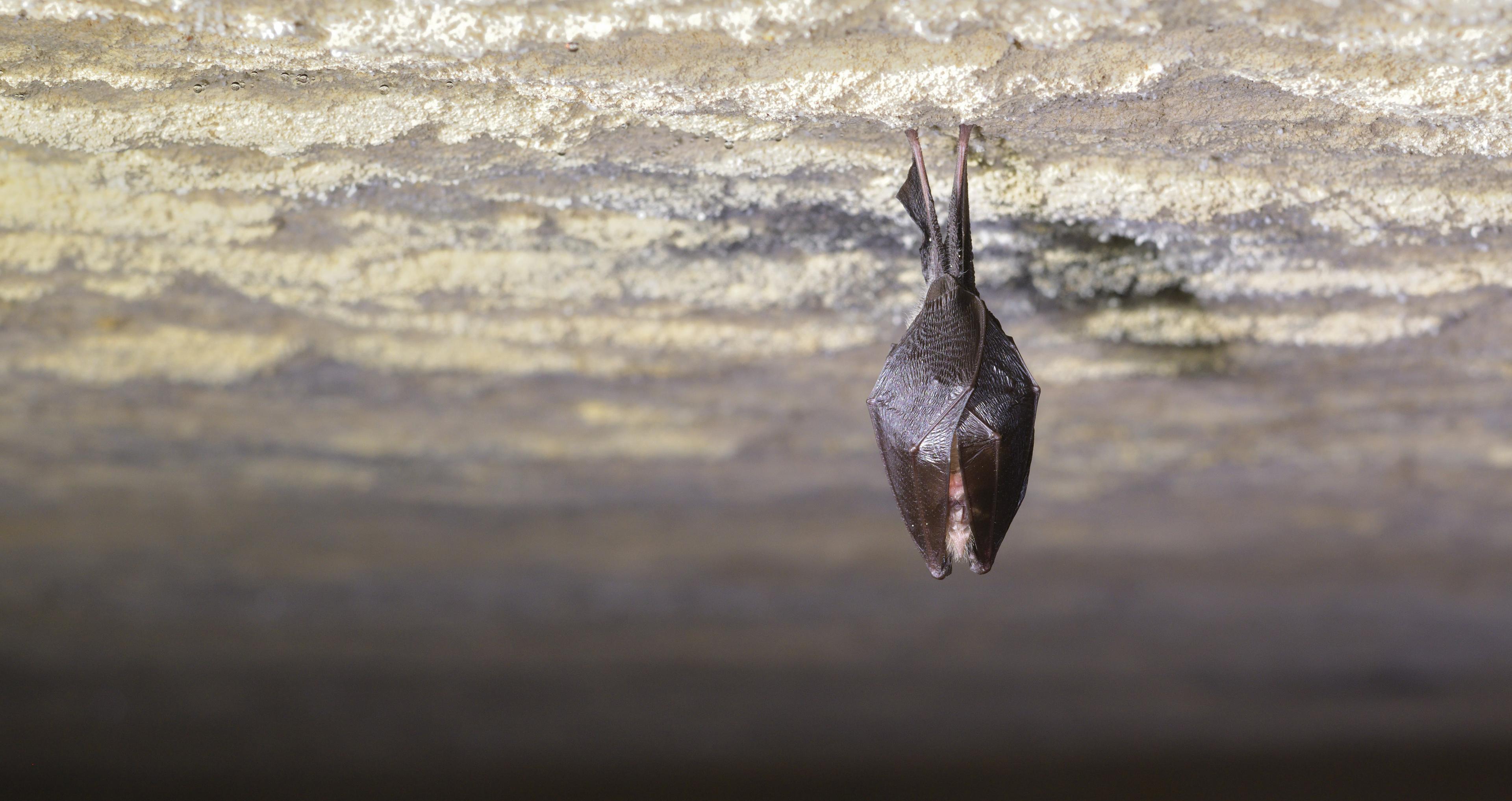 Des chauve-souris qui remplacent les insecticides dans les vignes