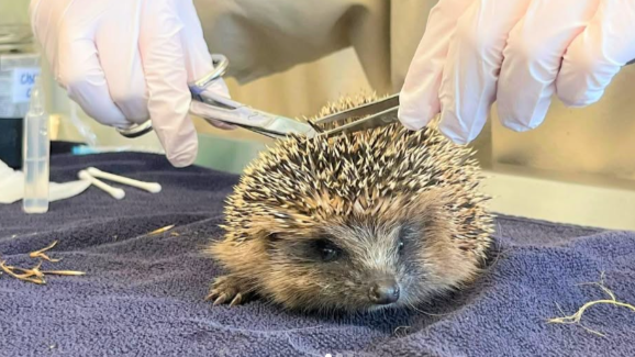 Soigner la faune sauvage ET sensibiliser les humains, l'un ne va pas sans l'autre au centre de soins d'Audenge
